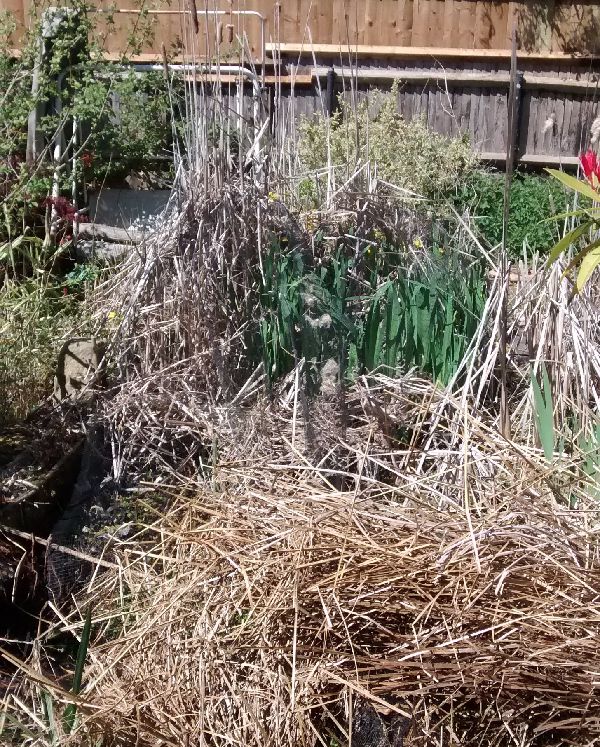 Overgrown garden before clearance