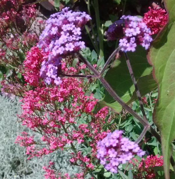 Valerian and Verbena bonariensis Valerian and Verbena bonariensis