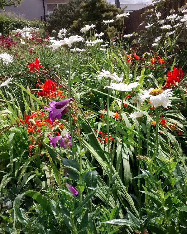 Herbaceous border in client garden Regular deadheading in this border