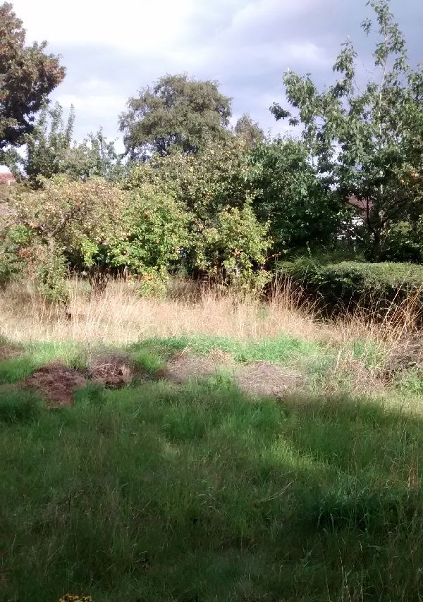 Image of garden needing clearance and tidying